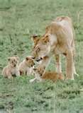 la maman lion est c'est 3 lionceau